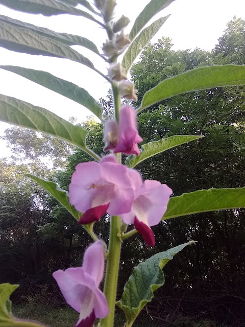 Herb, Monsoon, Pune