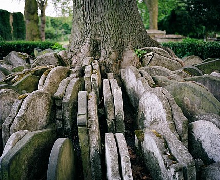 Misteri Pohon dengan Ratusan Batu Nisan Dibawahnya