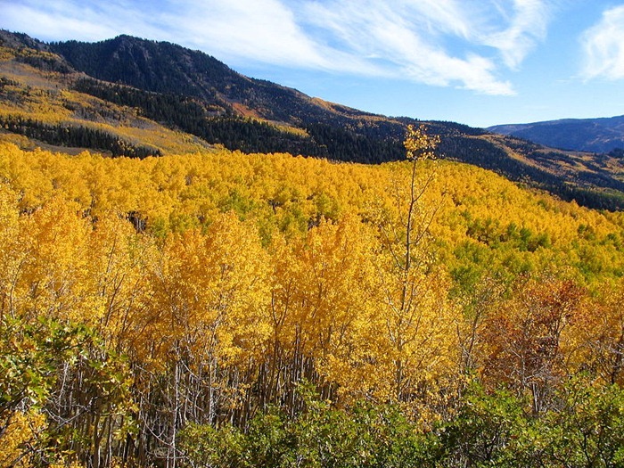 pando-trembling-giant (2)