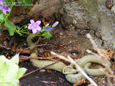 http://www.biodiversidadvirtual.org/reptiles/Natrix-natrix-img14985.html