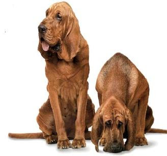 Bloodhound Dog