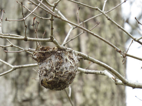 vireo nest