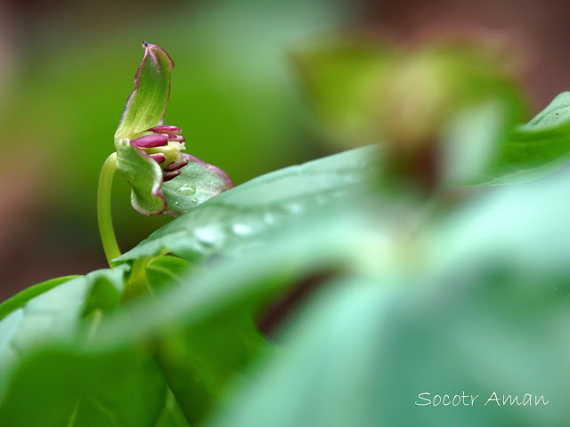 Trillium smallii