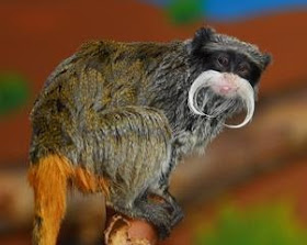 tamarino de vientre rojo Saguinus imperator american monkeys