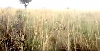 Australian wild rice in cape york northern queensland