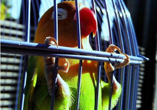 cara-merawat-burung-lovebird-1