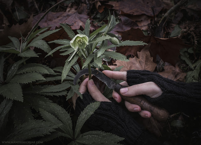 Helleborus Viridis Harvest, Green Hellebore