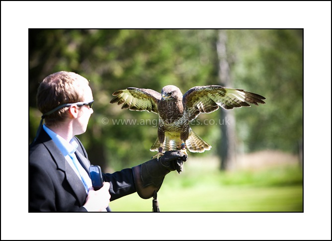 falconry display at scottish wedding