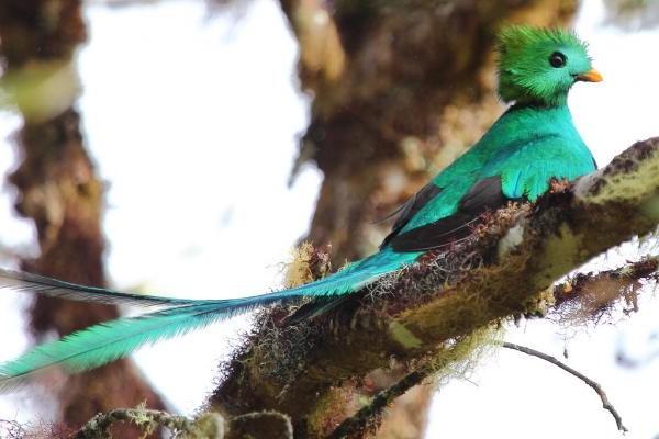 Quetzal