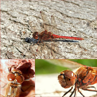 Sympetrum vulgatum