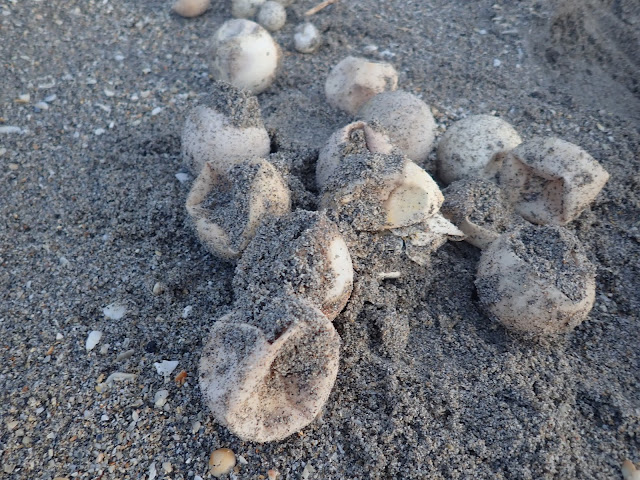 leatherback turtle eggs