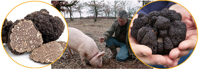 Pict: People put the highly sensitive noses of pigs to use to help them locate buried truffles.