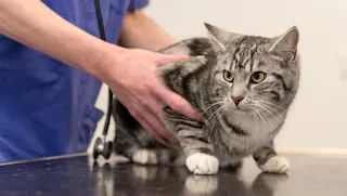 Knowing when to seek veterinary help for aggressive cats