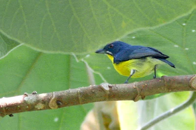 Crimson-breasted Flowerpecker (Prionochilus percussus)Sepah Puteri Pelangi