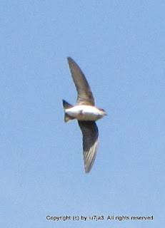 Tree Swallows Flying