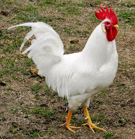 best laying hens leghorn