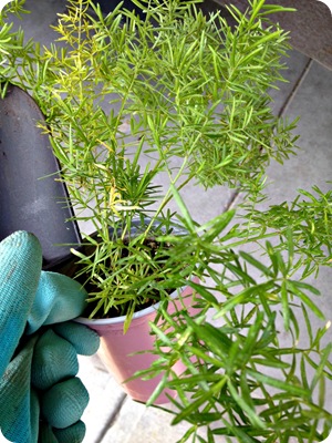 asparagus fern