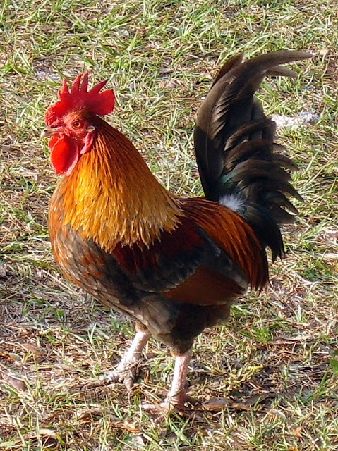 Bantam Cock