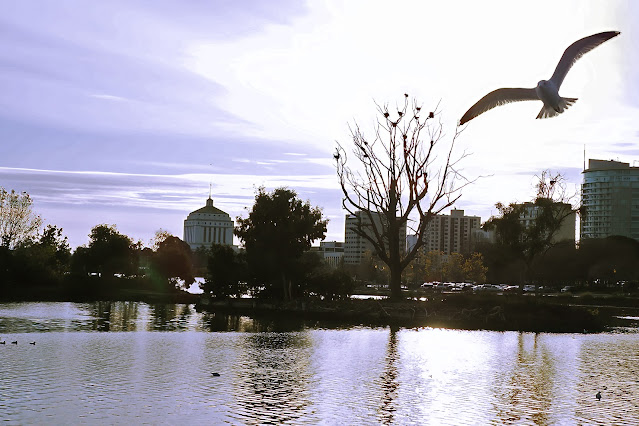 Lake Merritt, Oakland, California, Bird, birder, birdwatching, nature, photography, nature photography,