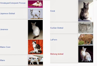 cat breeds 