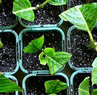 cara menanam hortensia