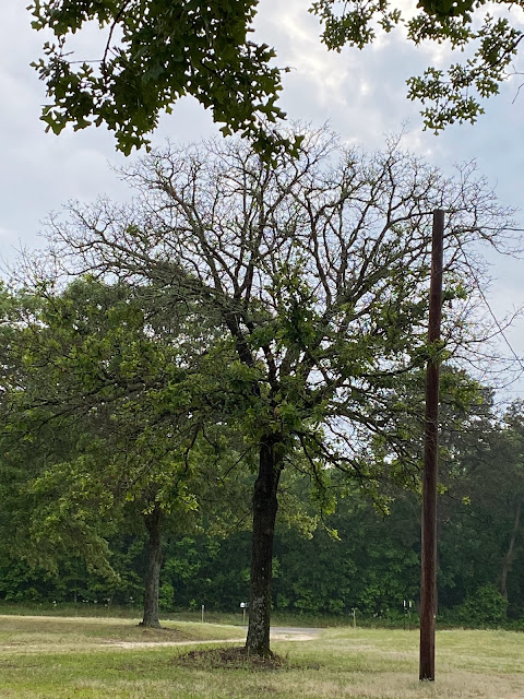 Oak tree after winter storm Uri