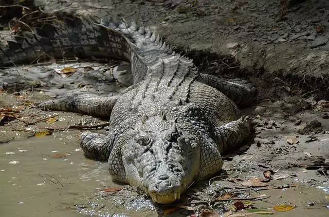 Top 10 Biggest Land Animals in the World