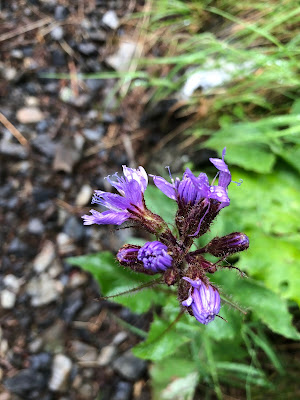 [Asteraceae] Lactuga alpina – Blue Sow Thistle (Lattuga alpina)