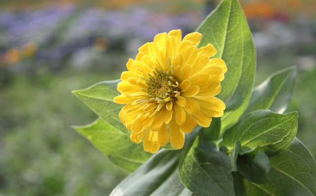 Zinnia Flowers