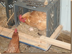 chicken coop (3)