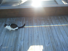 Funny cat pictures part 14, nyan cat