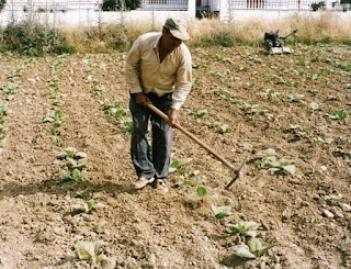 Μειώθηκε στο 11,7% από 18,3% η αξία μας στη γεωργία