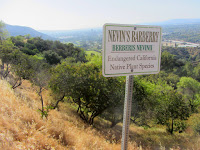 Nevins’s Barberry (Berberis nevinii) on Toyon Trail, Griffith Park