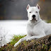  Pictures of a Dogo Argentino and Breed Information