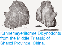 http://sciencythoughts.blogspot.co.uk/2015/03/kannemeyeriiforme-dicynodonts-from.html