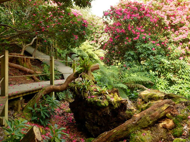 The jungle at Heligan, Cornwall