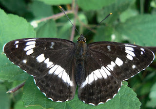 White Admiral.  Limenitis camilla