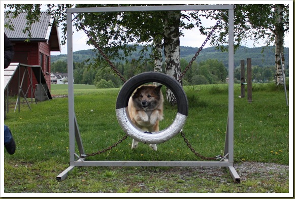 agility-trening 076