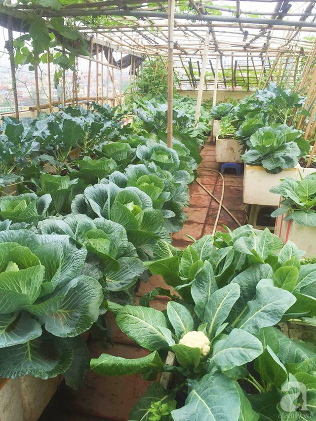 Thời gian đầu làm vườn có phần hơi vất vả nhưng hiện tại, chị tự tin và vui vẻ hơn khi ngắm nhìn cây lá tốt tươi.