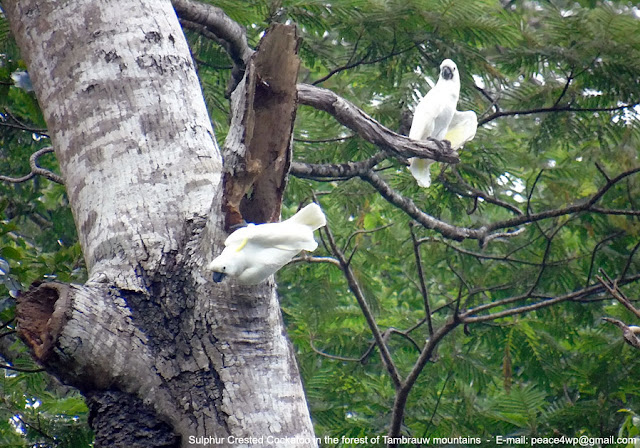 burung kakaktua