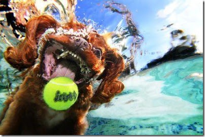 perros bajo el agua (2)