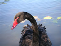 Black Swan