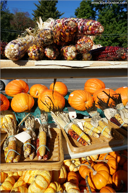 Calabazas y Mazorcas en Wilson Farm, Lexington