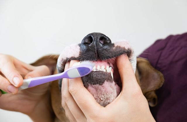 Saúde oral dos cães: como cuidar?