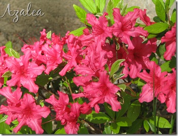 Azalea