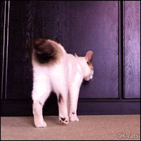 Hilarious Cat GIF • Suddenly crazy Cat sits on floor and plays dead falling on floor like a stone