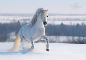 magnificas-imágenes-de-corceles-fotografias imágenes-corceles-arte