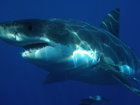 巨大サメ
