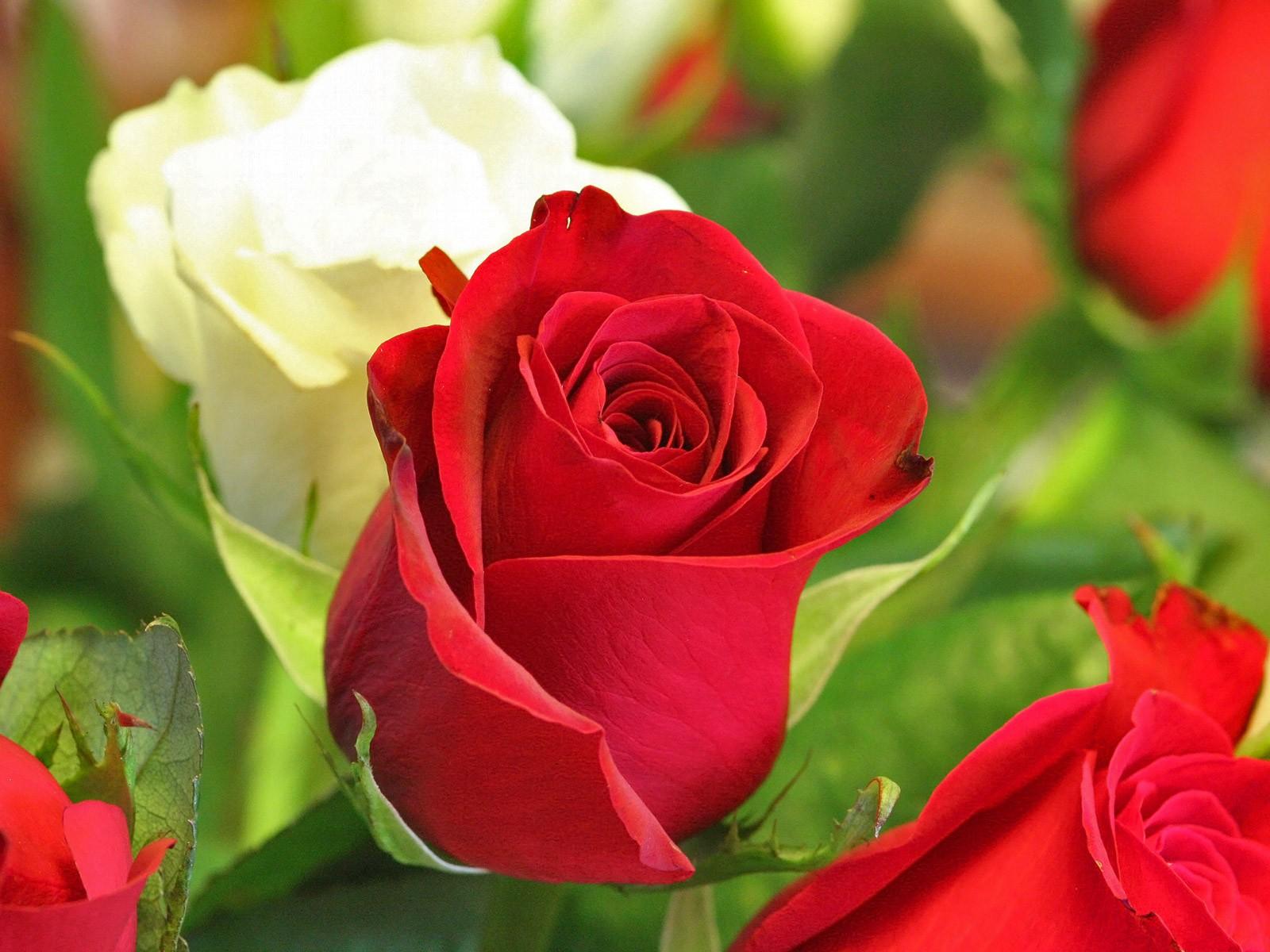 Pictures World: 1600×1200 beautiful red rose wallpaper