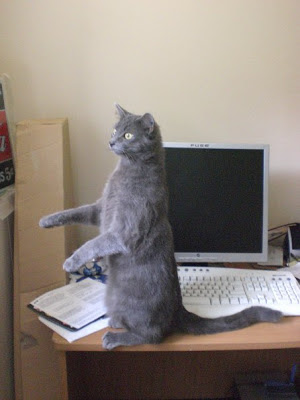 "Charlie Wants to be Bucky Katt" © 2008 Laura Sheana Taylor. Charlie loves standing on his hind legs and staring out the window. He's, umm, special. Let's just leave it at that.